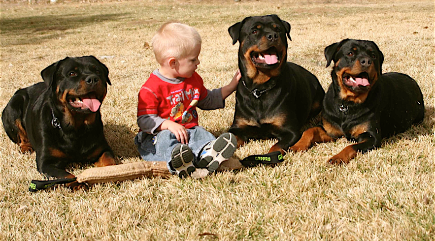 rescue rottweilers near me